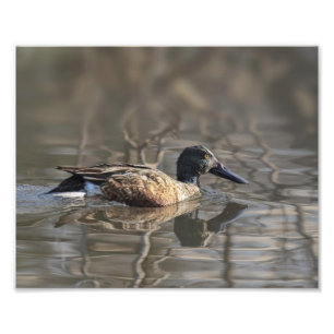 Photographie de Northern Shoveler