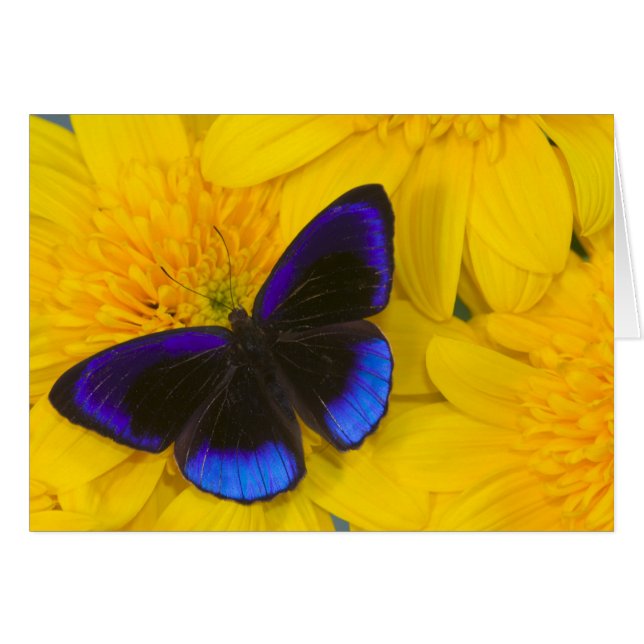 Photographie de papillon (Devant horizontal)