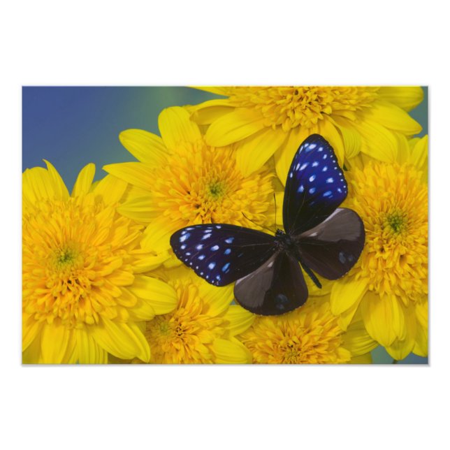 Photographie de papillon (Devant)