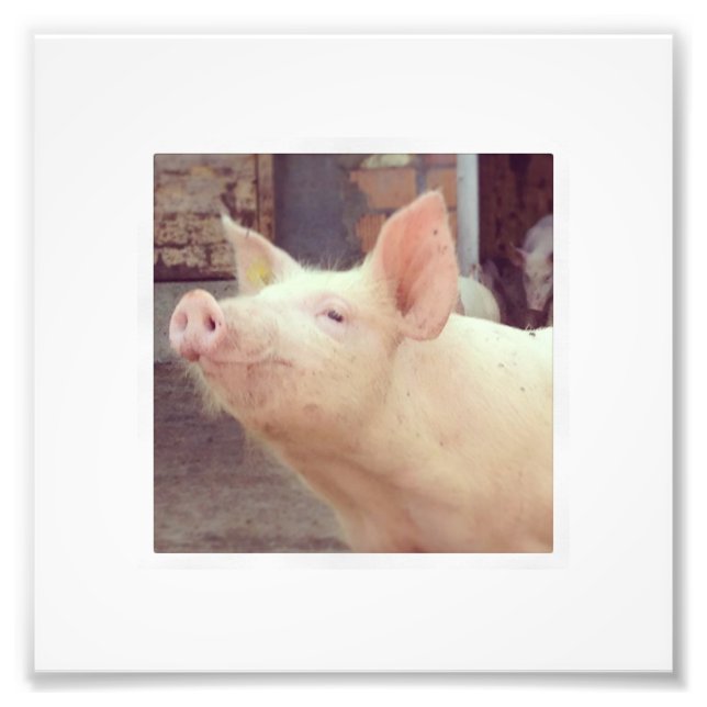 Photographie de Piglet (Devant)