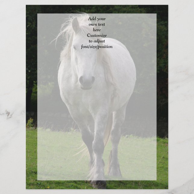 Photographie de poney mignon (Devant)