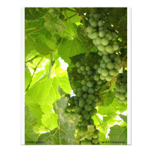 Photographie de raisins ombragés