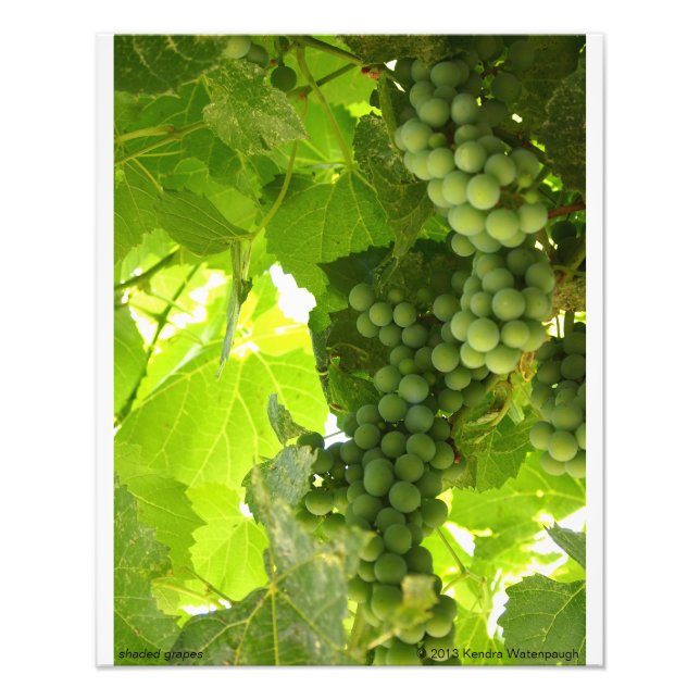 Photographie de raisins ombragés (Devant)