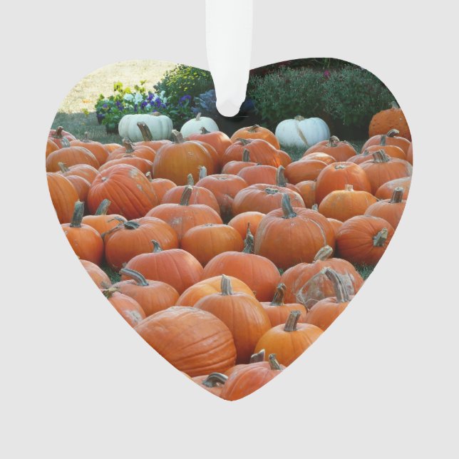 Photographie de récolte d'automne des citrouilles  (devant)