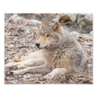 Photographie de repos du loup de bois Imprimer
