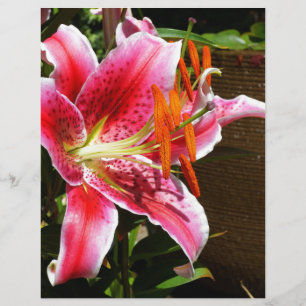 Photographie de Stargazer Lily