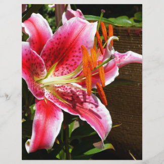 Photographie de Stargazer Lily