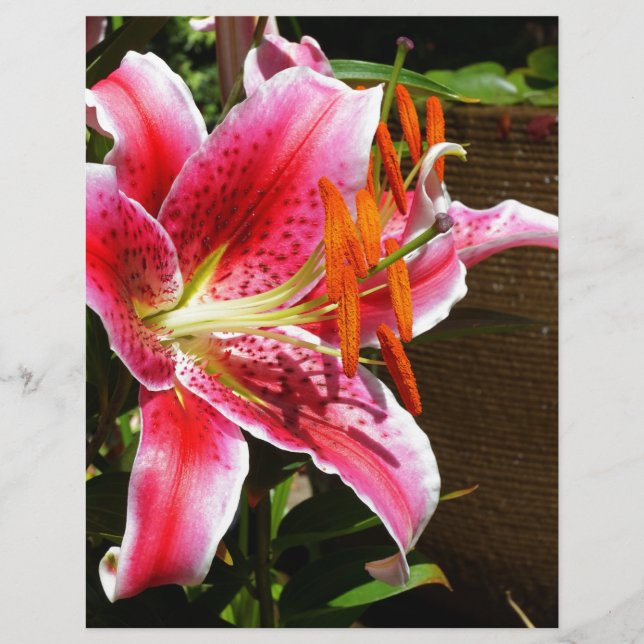Photographie de Stargazer Lily (Devant)
