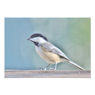 Photographie de Tchickadee