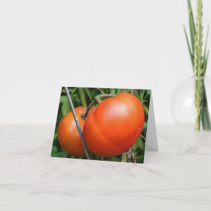 Photographie de tomates rouges du jardin