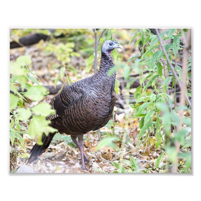 Photographie de Wild Turkey (Devant)