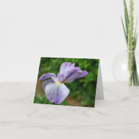 Photographie d'Iris Japonais en Fleur