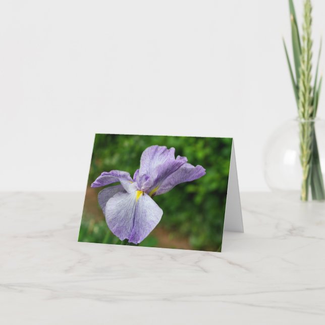 Photographie d'Iris Japonais en Fleur  (Devant)