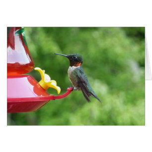 Photographie d'oiseau de colibri à gorge rubis