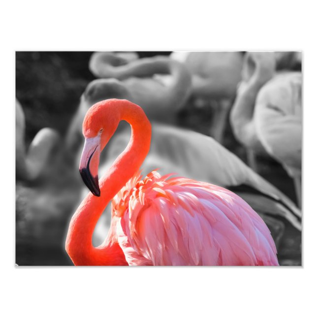 Photographie d'oiseaux Flamants roses (Devant)
