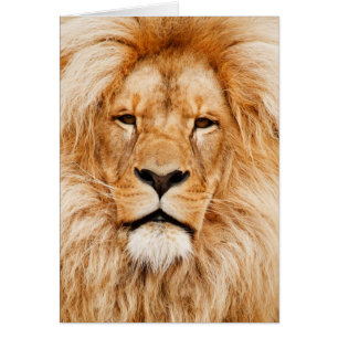 Photographie du visage du lion