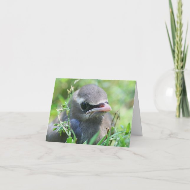 Photographie d'un bébé jaseur cendré  (Devant)