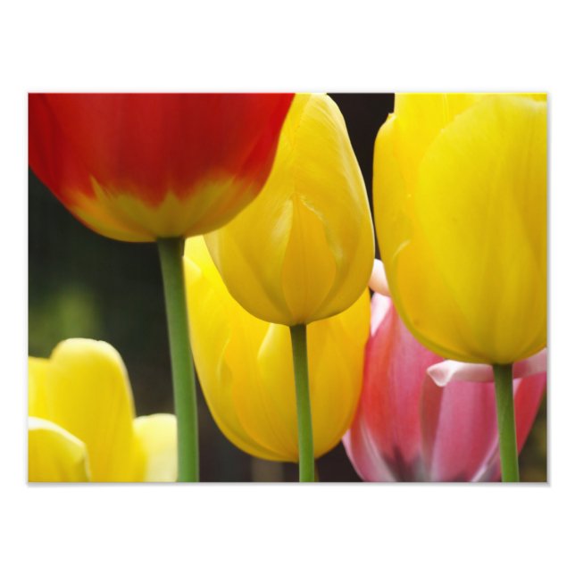 Photographie florale imprime Tulip Fleurs Nature (Devant)
