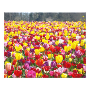 Photographie florale Nature Tulipe Fleurs art