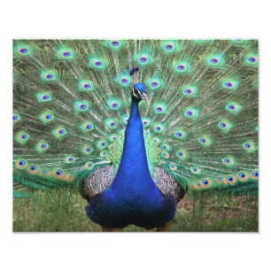 Photographie haute définition de Peacock