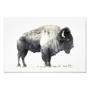 Photographie historique de bison américain