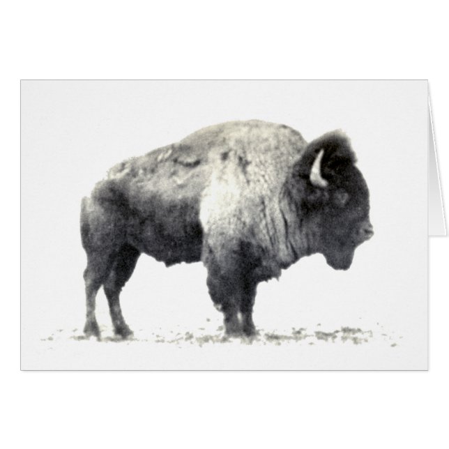 Photographie historique du bison américain (Devant horizontal)