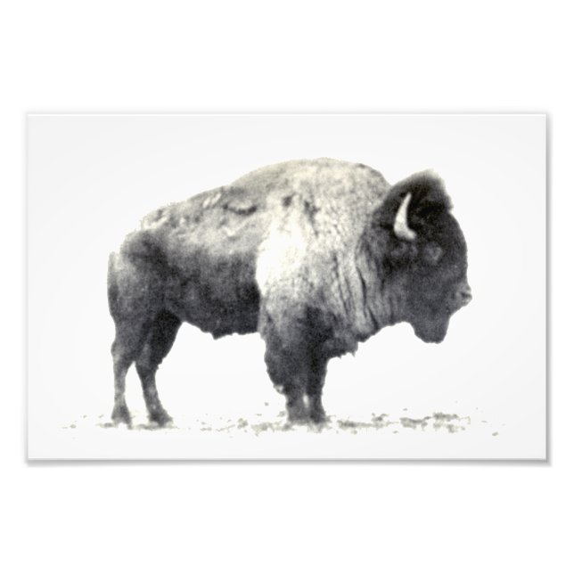 Photographie historique du bison d'Amérique (Devant)
