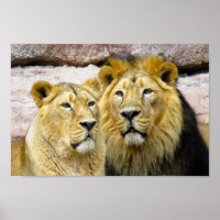 PHOTOGRAPHIE LION mâle et femelle POSTER