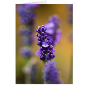 Photographie macro de la fleur de lavande