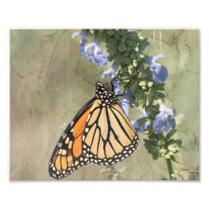 Photographie Monarch Papillon Imprimer