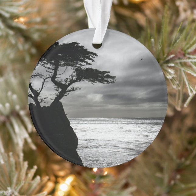 Photographie nature noir et blanc (Arbre)