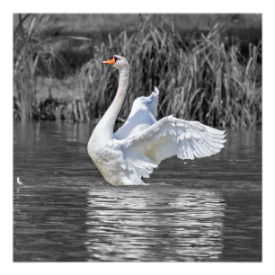 Photographie noir et blanc cygne