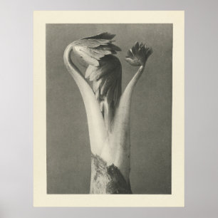 Photographie Plante vintage - Impression d'archive