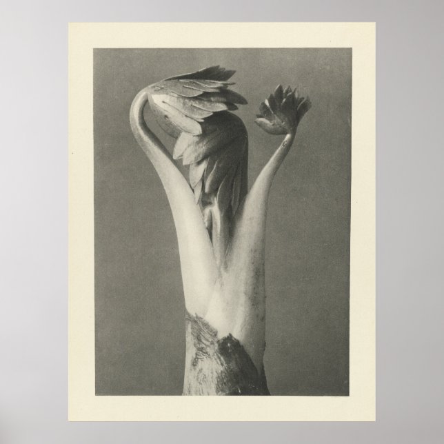 Photographie Plante vintage - Impression d'archive (Devant)