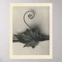 Photographie Plante vintage - Impression d'archive