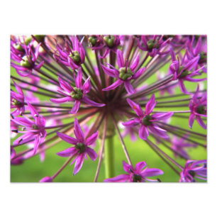 Photographie pourpre de fleur