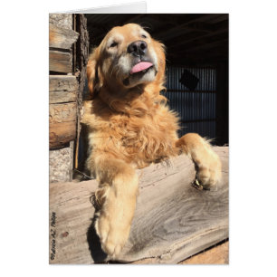 Photographie Ridicule de Retriever doré Intérieur