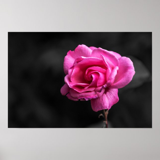 Photographie Rose Rose Poster (Devant)