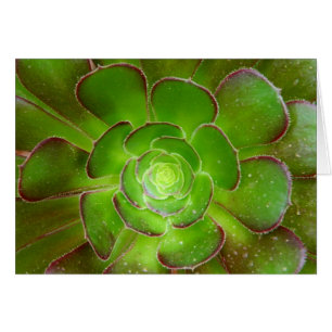 Photographie succulente verte rayonnante de macro