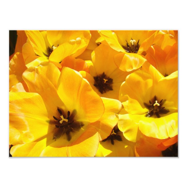 Photographie Tulipe Fleurs impressions d'art Encad (Devant)