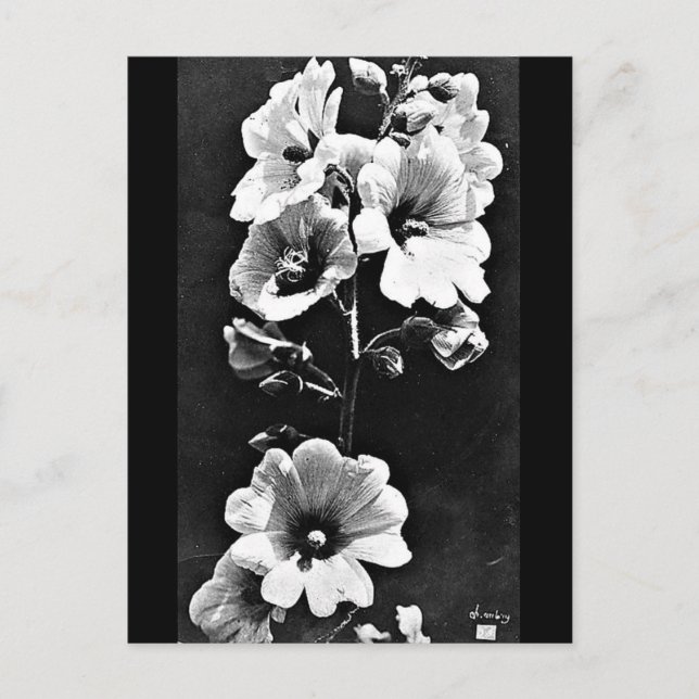 Photographie Vintage carte postale-Charles Aubry 2 (Devant)