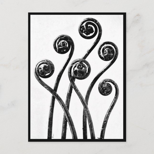 Photographie Vintage carte postale-Karl Blossfeldt (Devant)