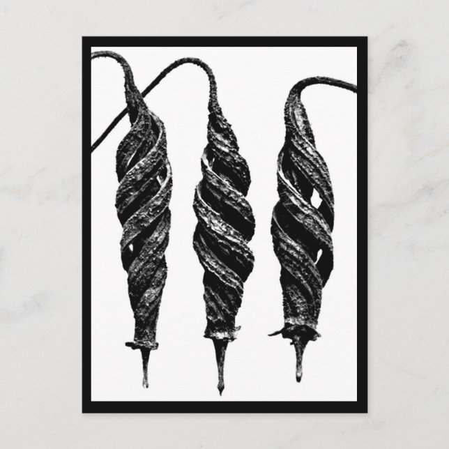 Photographie Vintage carte postale-Karl Blossfeldt (Devant)