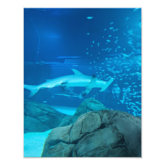 Photographie #Y044 sur une affiche de TAILLE MOYEN