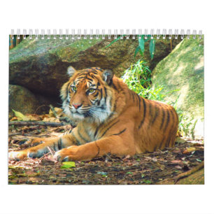 Photographies de tigres Calendrier 12 mois