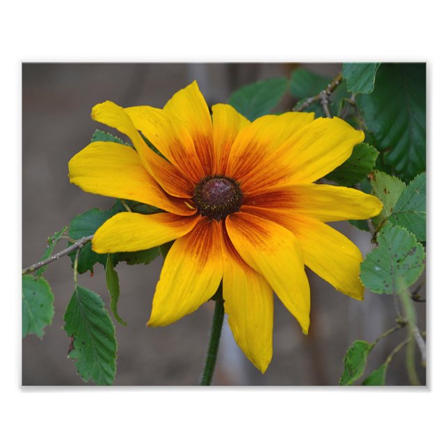 Photoimpression de photo Black Eyed Susan (Devant)