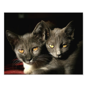 Photos de chats Kodak Professional Photo Papier