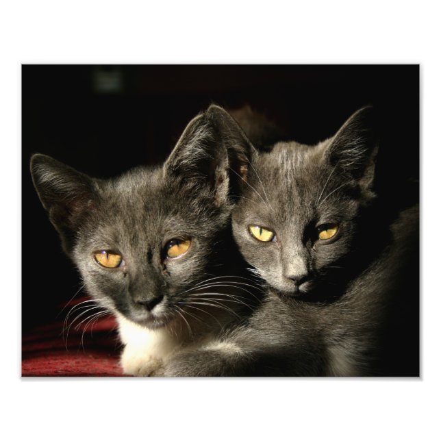 Photos de chats Kodak Professional Photo Papier (Devant)