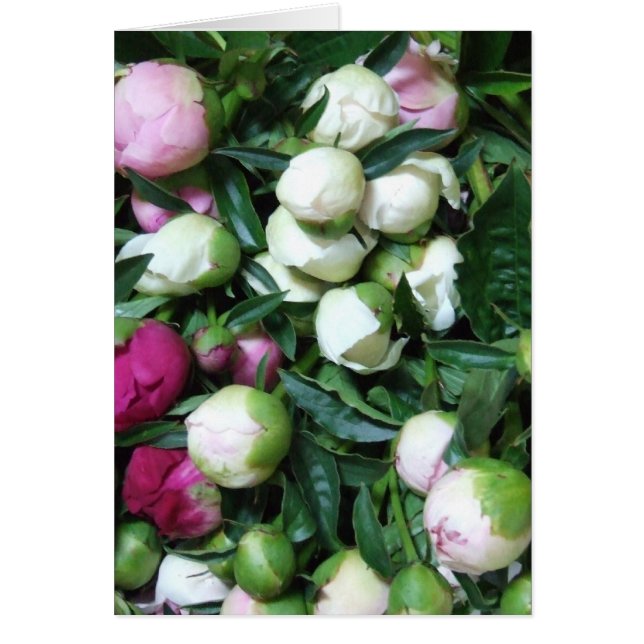 Photos de Peony et Garden 2008 135 (Devant)