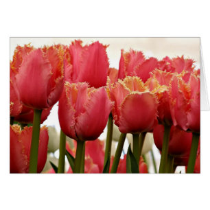 Photos des tulipes de corail   Carte de voeux flor